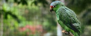 Preview wallpaper parrot, colorful, bird, branch