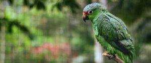 Preview wallpaper parrot, colorful, bird, branch