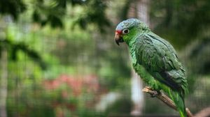 Preview wallpaper parrot, colorful, bird, branch