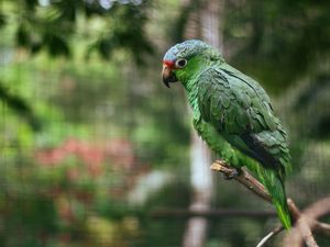 Preview wallpaper parrot, colorful, bird, branch