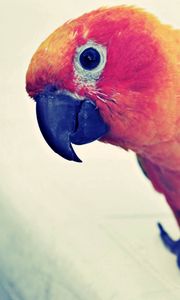 Preview wallpaper parrot, colorful, bird, beak