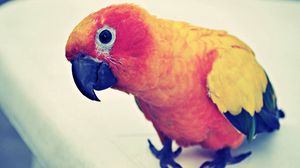 Preview wallpaper parrot, colorful, bird, beak