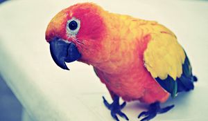 Preview wallpaper parrot, colorful, bird, beak