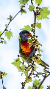 Preview wallpaper parrot, colorful, branches, tree, sky