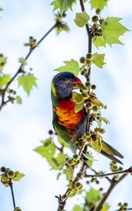 Preview wallpaper parrot, colorful, branches, tree, sky