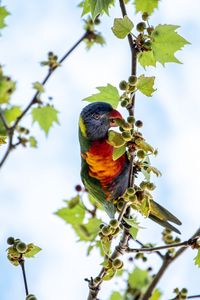 Preview wallpaper parrot, colorful, branches, tree, sky