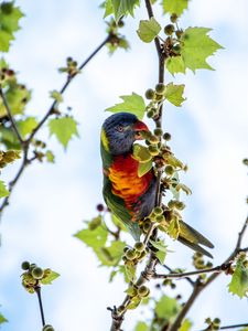 Preview wallpaper parrot, colorful, branches, tree, sky