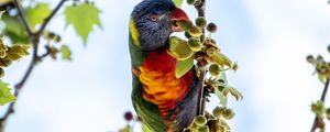 Preview wallpaper parrot, colorful, branches, tree, sky