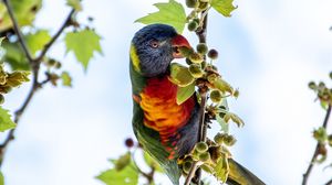 Preview wallpaper parrot, colorful, branches, tree, sky