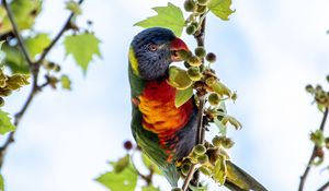 Preview wallpaper parrot, colorful, branches, tree, sky