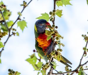 Preview wallpaper parrot, colorful, branches, tree, sky