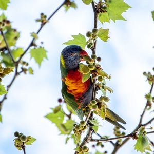 Preview wallpaper parrot, colorful, branches, tree, sky