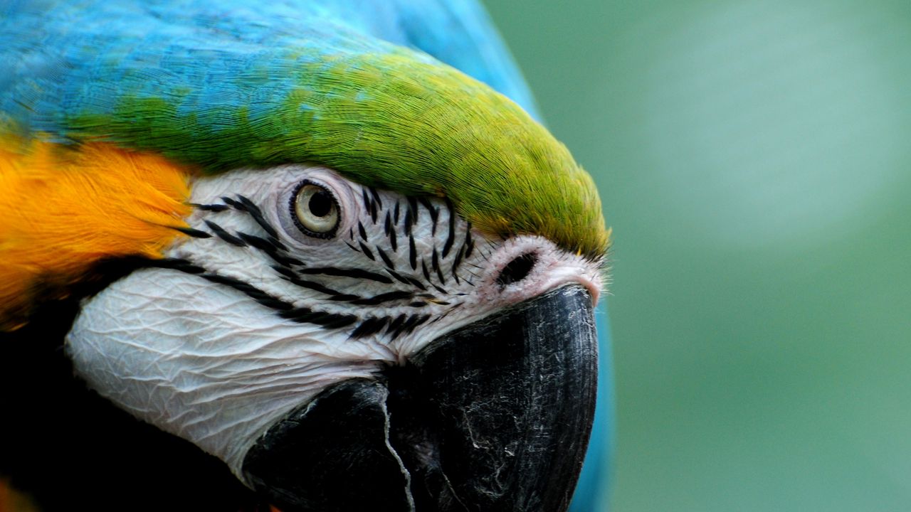 Wallpaper parrot, colorful, feathers, bird