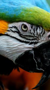 Preview wallpaper parrot, colorful, feathers, bird