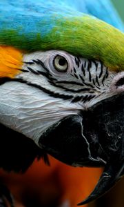 Preview wallpaper parrot, colorful, feathers, bird