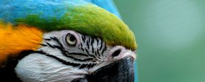 Preview wallpaper parrot, colorful, feathers, bird