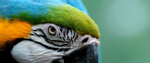 Preview wallpaper parrot, colorful, feathers, bird