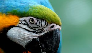 Preview wallpaper parrot, colorful, feathers, bird