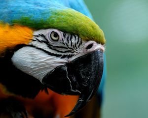 Preview wallpaper parrot, colorful, feathers, bird