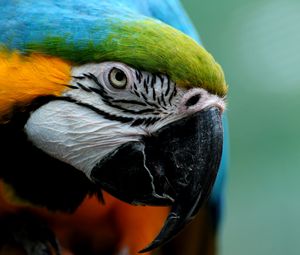 Preview wallpaper parrot, colorful, feathers, bird