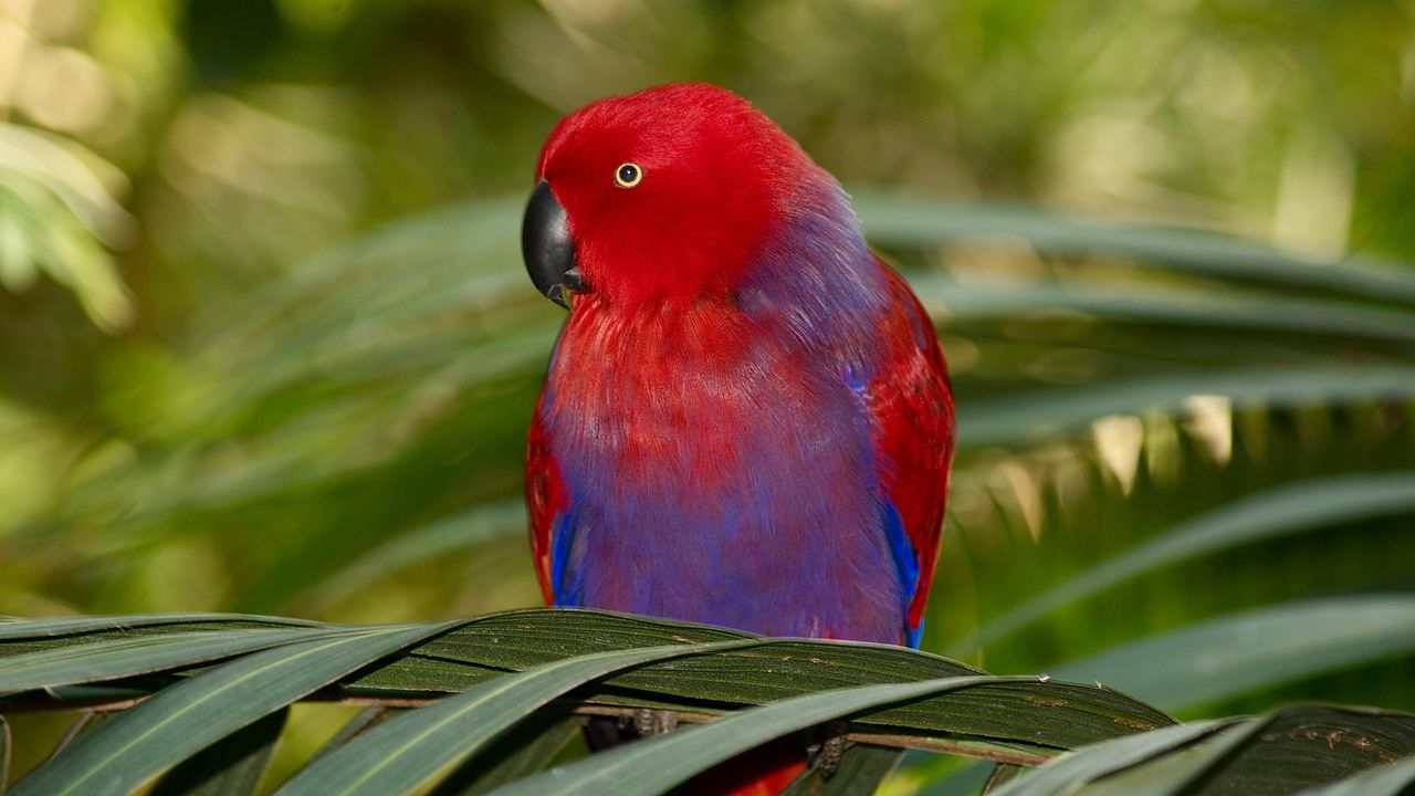Wallpaper parrot, colors, bird, branch