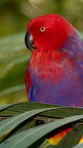 Preview wallpaper parrot, colors, bird, branch