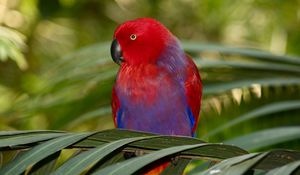 Preview wallpaper parrot, colors, bird, branch