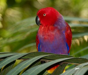 Preview wallpaper parrot, colors, bird, branch