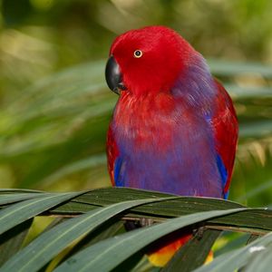Preview wallpaper parrot, colors, bird, branch