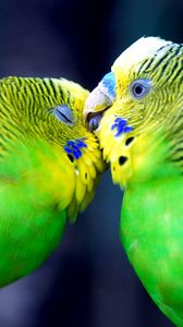 Preview wallpaper parrot, couple, striped, head, beak