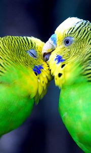 Preview wallpaper parrot, couple, striped, head, beak