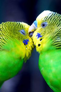 Preview wallpaper parrot, couple, striped, head, beak