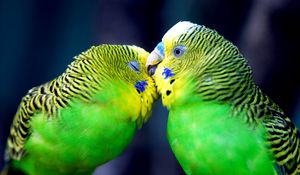 Preview wallpaper parrot, couple, striped, head, beak