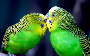 Preview wallpaper parrot, couple, striped, head, beak