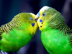 Preview wallpaper parrot, couple, striped, head, beak