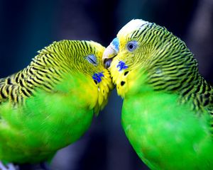 Preview wallpaper parrot, couple, striped, head, beak