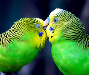 Preview wallpaper parrot, couple, striped, head, beak