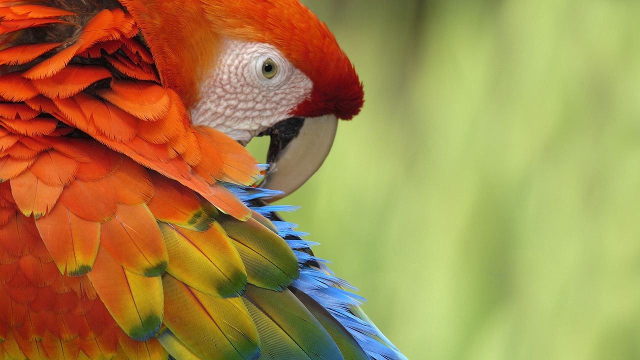 Wallpaper parrot, feathers, beak, colorful