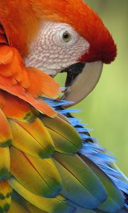 Preview wallpaper parrot, feathers, beak, colorful