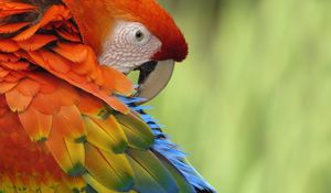 Preview wallpaper parrot, feathers, beak, colorful