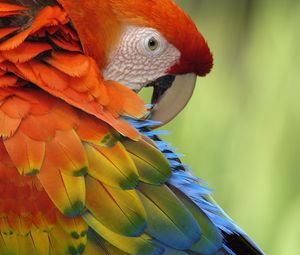 Preview wallpaper parrot, feathers, beak, colorful