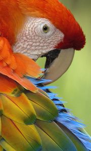 Preview wallpaper parrot, feathers, color, colorful, bird