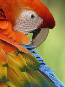 Preview wallpaper parrot, feathers, color, colorful, bird