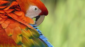 Preview wallpaper parrot, feathers, color, colorful, bird