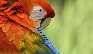 Preview wallpaper parrot, feathers, color, colorful, bird