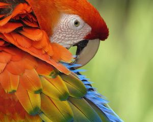 Preview wallpaper parrot, feathers, color, colorful, bird