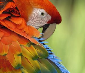 Preview wallpaper parrot, feathers, color, colorful, bird