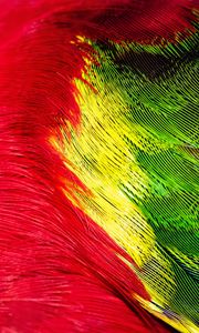 Preview wallpaper parrot, feathers, colorful, bright, macro