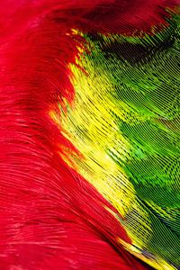 Preview wallpaper parrot, feathers, colorful, bright, macro