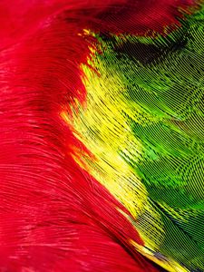 Preview wallpaper parrot, feathers, colorful, bright, macro